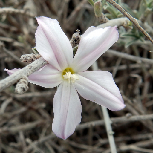 Convolvulus Oleifolius