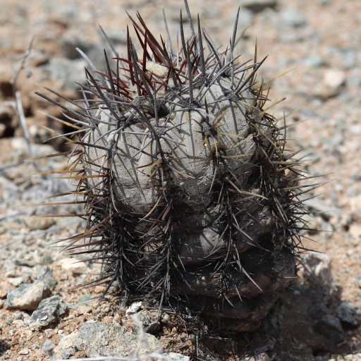 Copiapoa Atacamensis