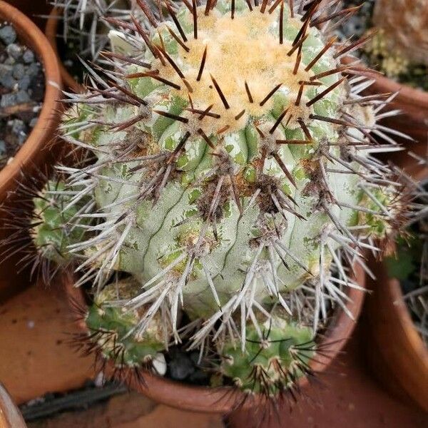 Copiapoa Megarhiza cactus with thick, ribbed stems adapting to desert conditions