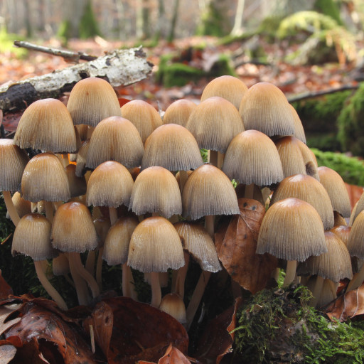 Coprinellus Micaceus