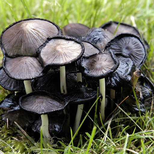 Coprinopsis