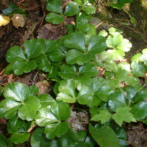 Coptis Trifolia