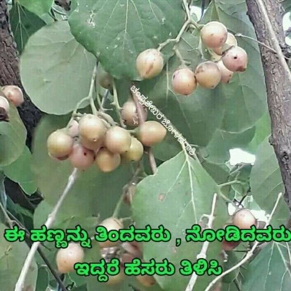 Cordia Ovalis