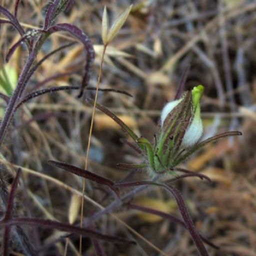 Cordylanthus Rigidus