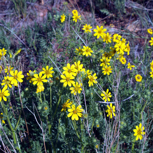 Coreopsis Palmata
