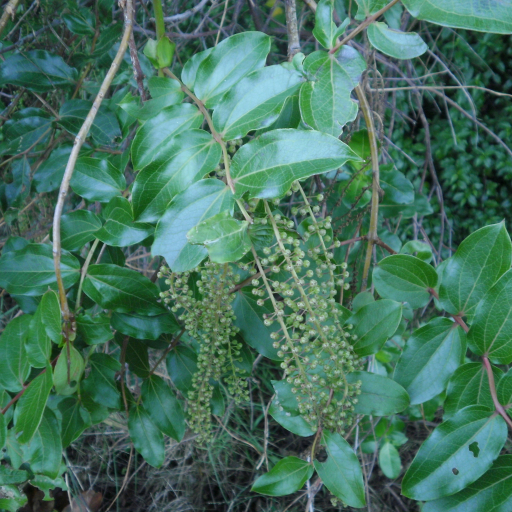 Coriaria Arborea