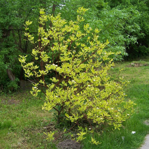 Cornus Alba