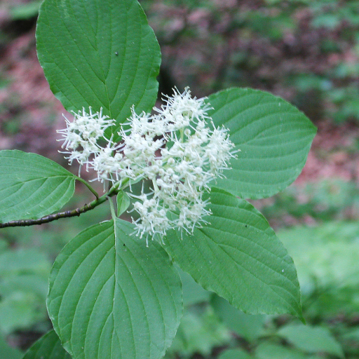 Cornus Alternifolia