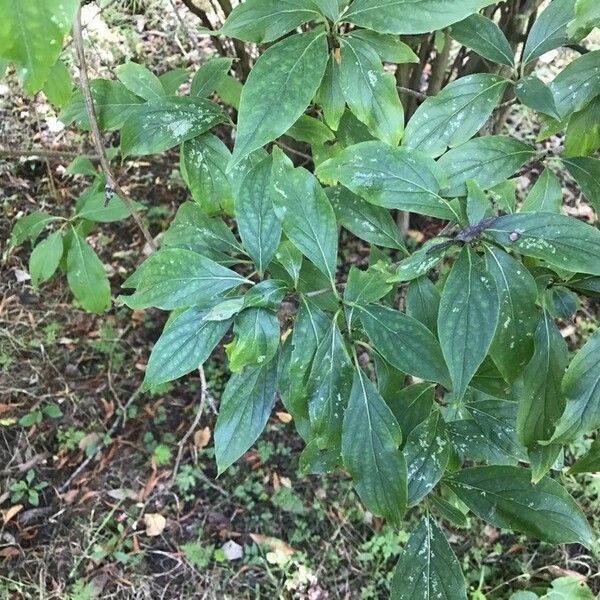 Cornus Bretschneideri