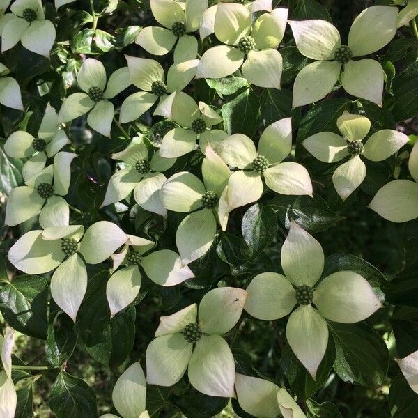 Cornus Chinensis