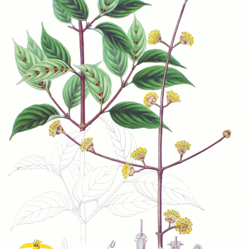 Cornus Officinalis