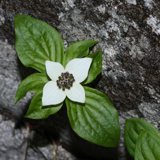 Cornus Unalaschkensis