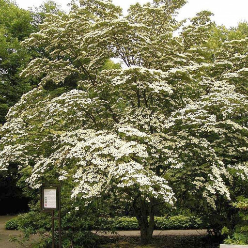 Cornus