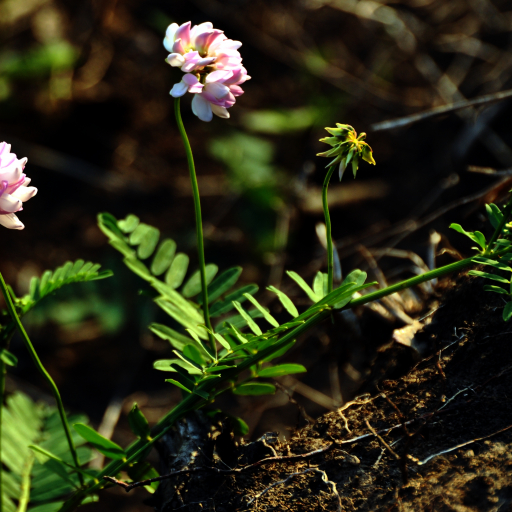 Coronilla Varia