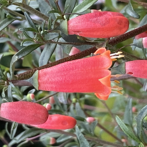 Correa Pulchella