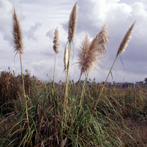 Cortaderia Jubata