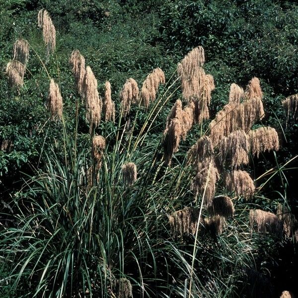 Cortaderia Toetoe