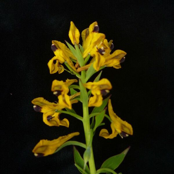 Corydalis Elegans