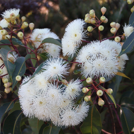 Corymbia Calophylla