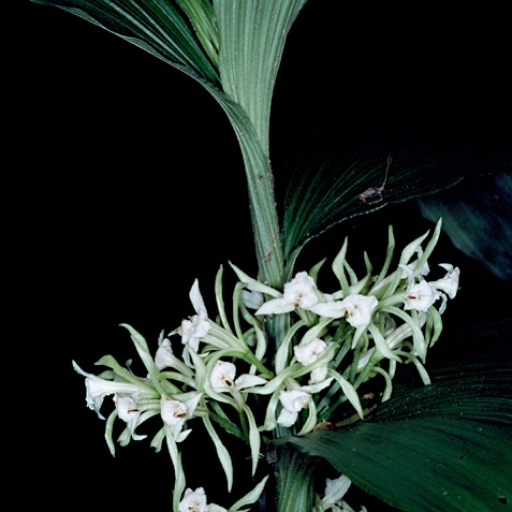 Corymborkis Veratrifolia