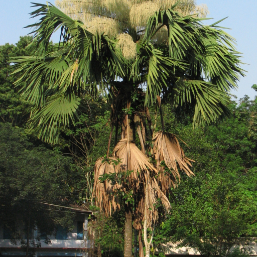 Talipot Palm