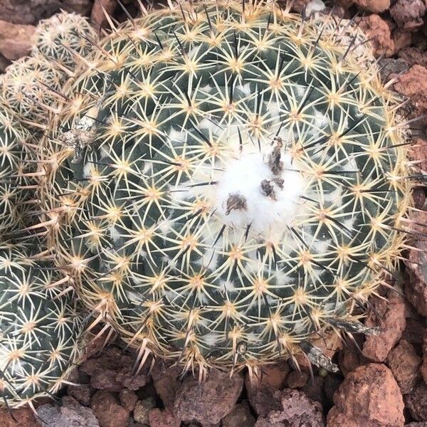 Coryphantha Cornifera