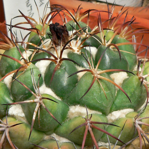 Coryphantha Elephantidens