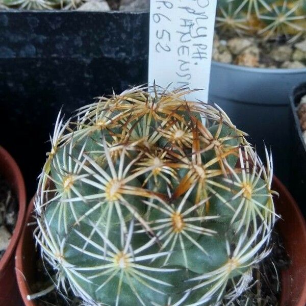 Coryphantha Jalpanensis