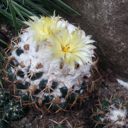 Coryphantha Pycnacantha