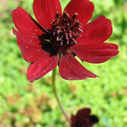Cosmos Atrosanguineus