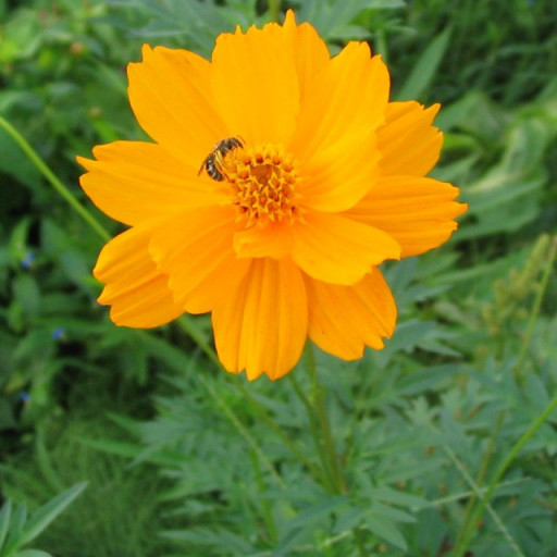 Cosmos Sulphureus