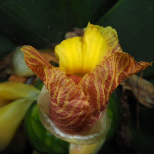 Costus Pictus