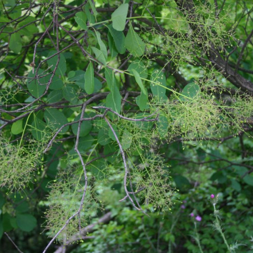 Cotinus Coggygria