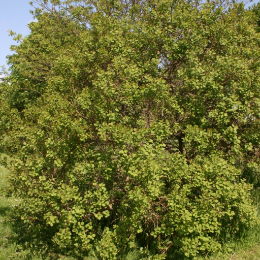 Cotinus Obovatus