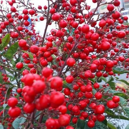 Cotoneaster Coriaceus