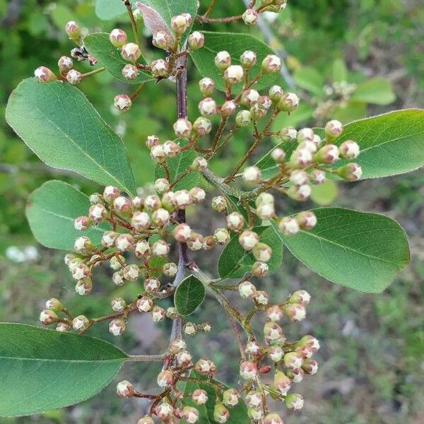 Cotoneaster Multiflorus