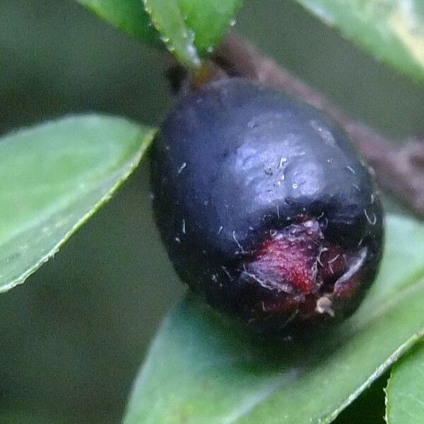 Cotoneaster Nitens