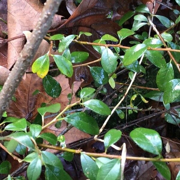 Cotoneaster Radicans