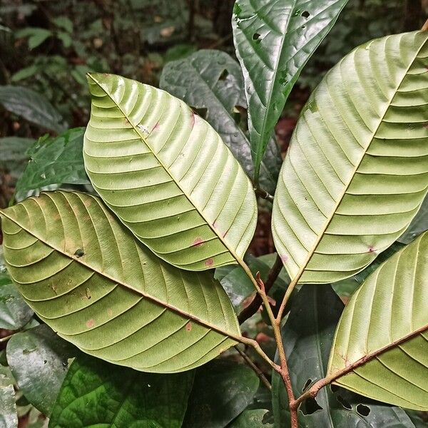 African Walnut Coula Edulis Plant Care How To Grow Water