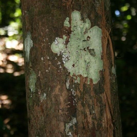 Couratari Oblongifolia