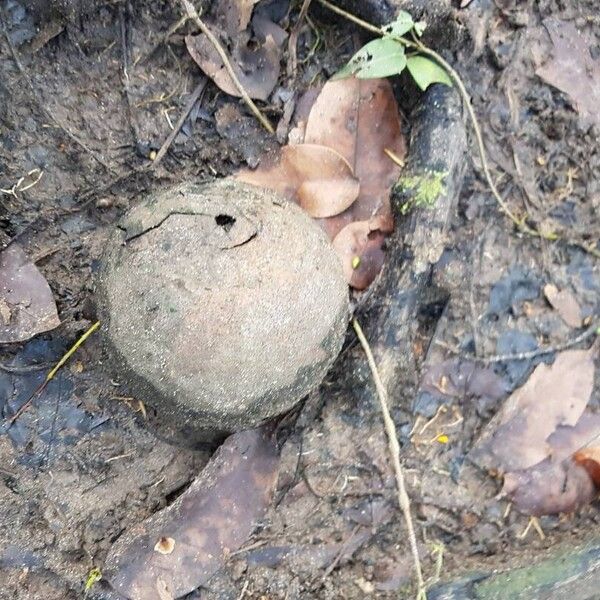 Couroupita Nicaraguarensis