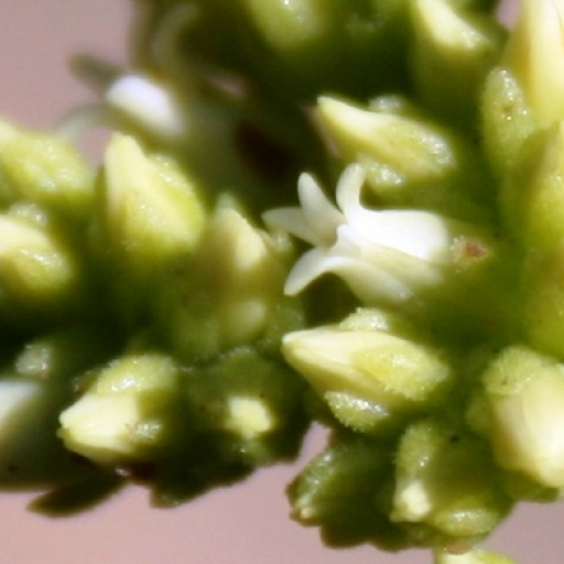 Crassula Atropurpurea