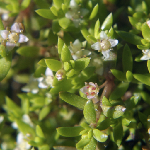 Crassula Helmsii