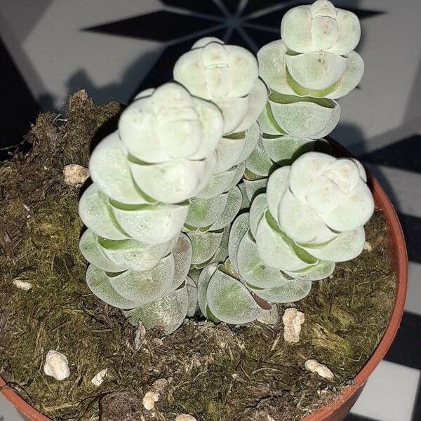 Crassula Plegmatoides