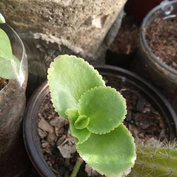 Crassula Sarmentosa