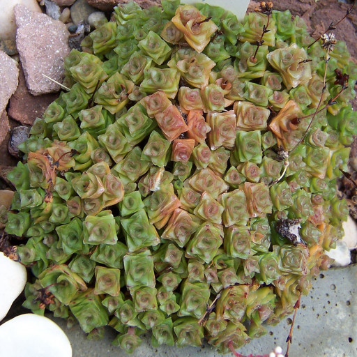 Socialis Crassula Socialis Care Guide: Water, Soil & Propagation - Plantiary