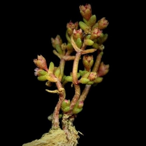 Crassula Vaillantii
