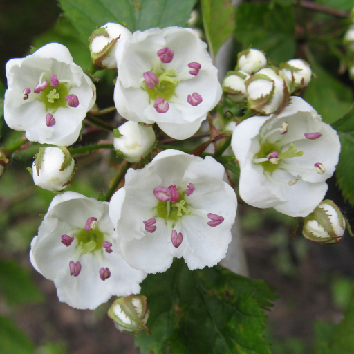 Crataegus Holmesiana