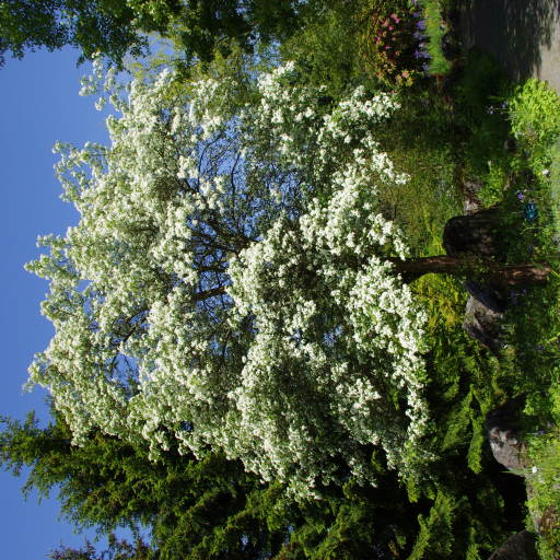 Crataegus Maximowiczii