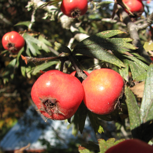 Oriental Hawthorn Crataegus Orientalis Care Guide Water Soil oriental-hawthorn-crataegus-orientalis-care-guide-water-soil